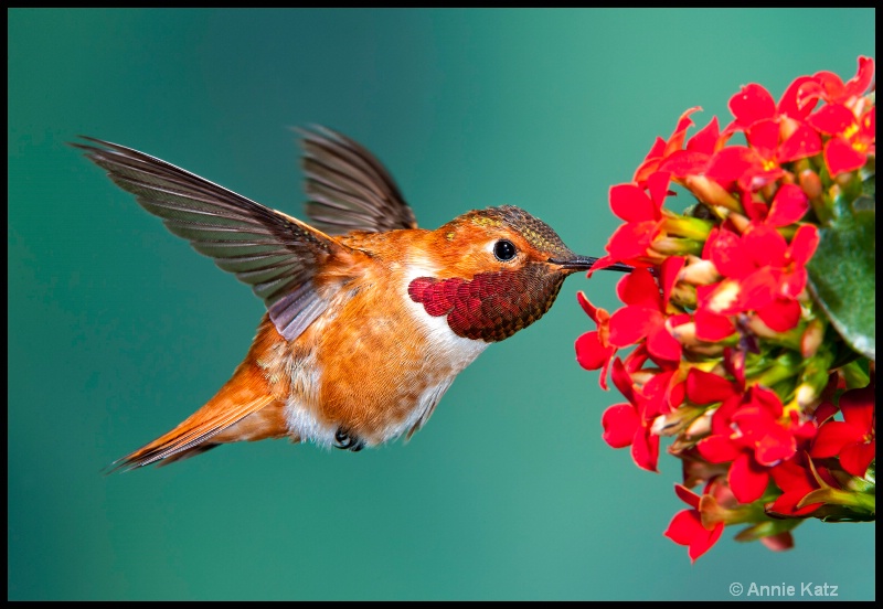 rufous feeding - ID: 11897691 © Annie Katz