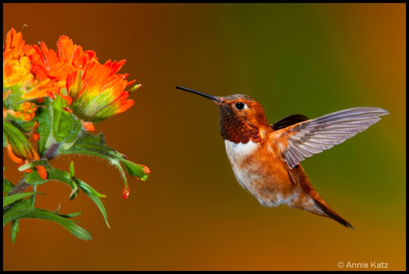 rufous on approach - ID: 11897693 © Annie Katz