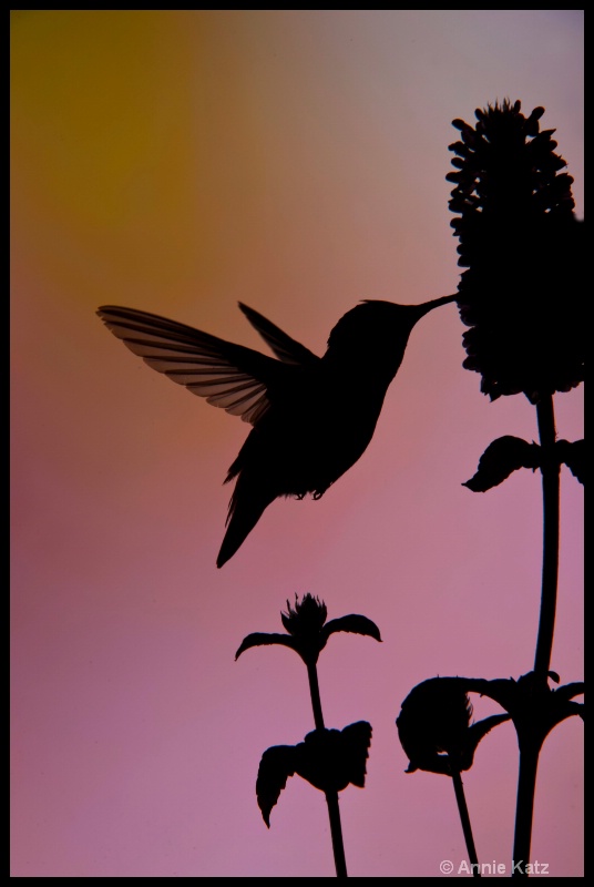 silhouette - ID: 11897696 © Annie Katz