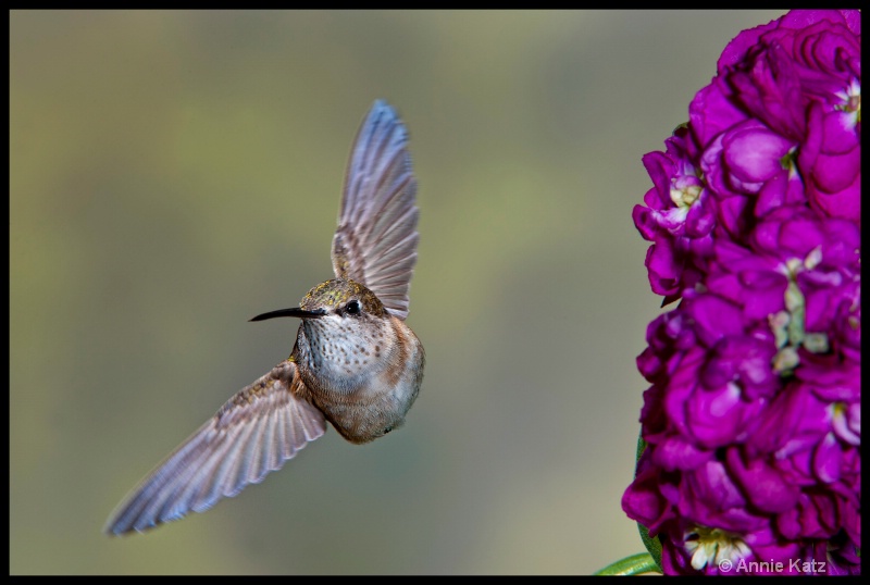 slipping in - ID: 11897699 © Annie Katz