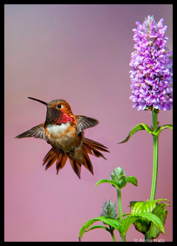 the red baron - ID: 11897708 © Annie Katz