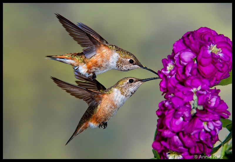 twins - ID: 11897715 © Annie Katz