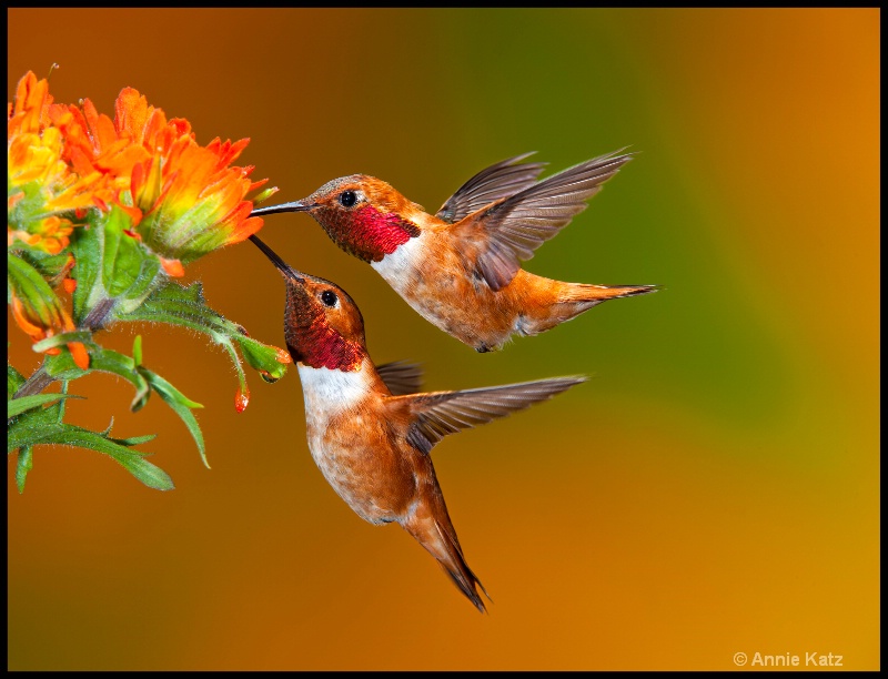 two rufous hummingbirds - ID: 11897718 © Annie Katz