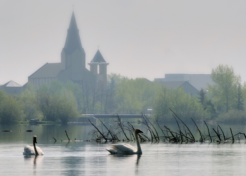 Trumpeter Swans On the Resevoir