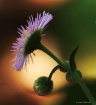 Beauty in small s...