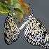 2Rice Paper Butterfly Pairing - ID: 11899951 © Carol Eade