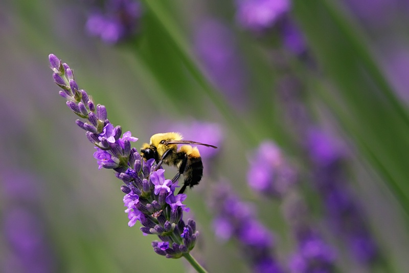 Bee in Lavender