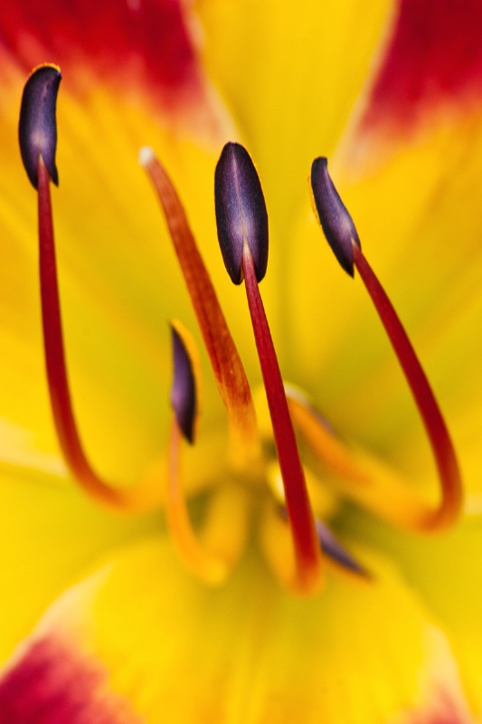 Meadowlark Day Lily
