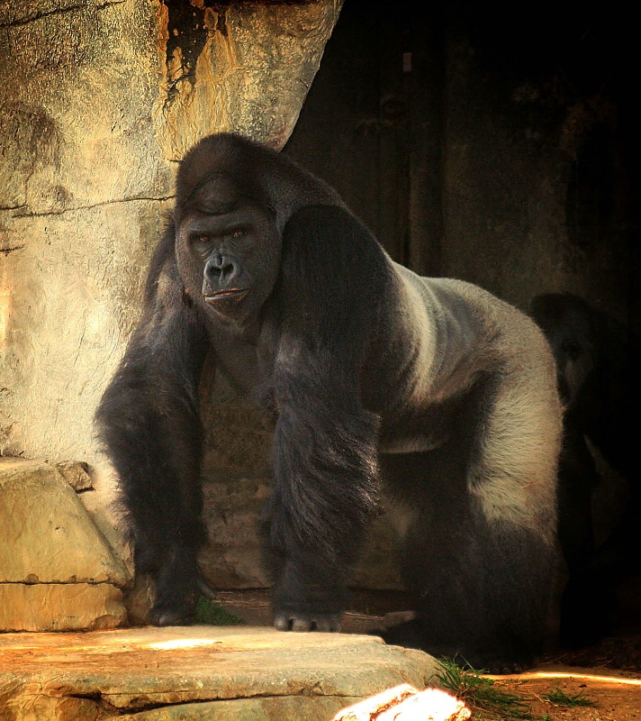 Ft. Worth Zoo's Handsome Gorilla