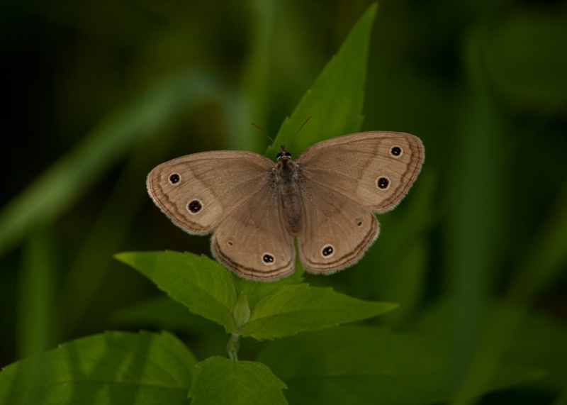 Woodland Butterfly