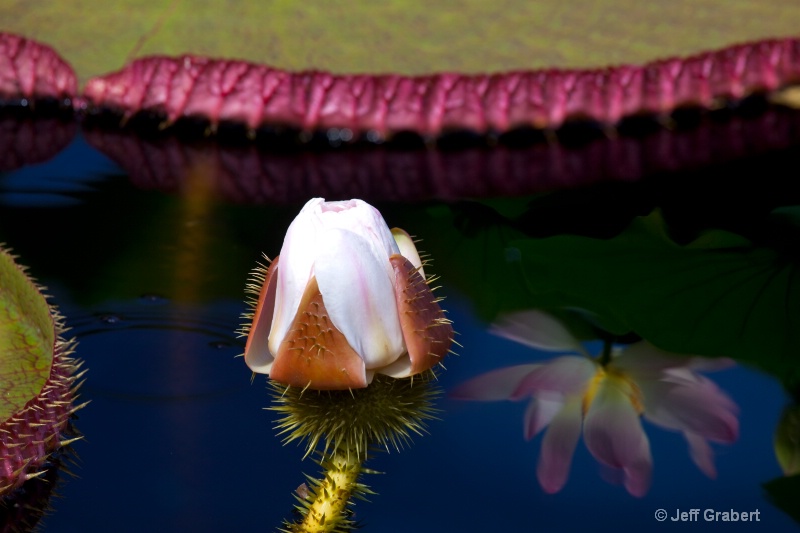 water lily mg 6447