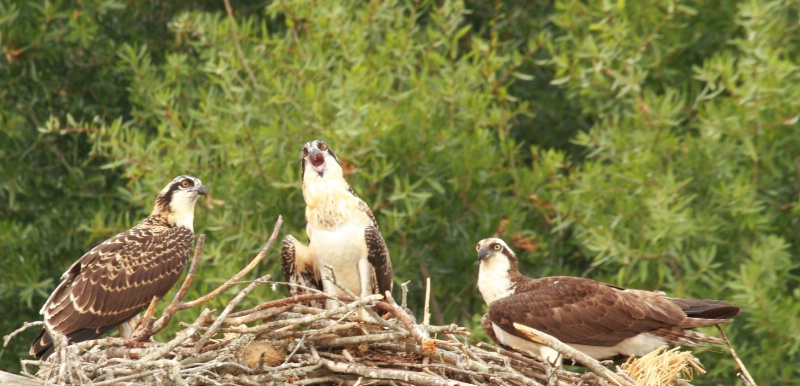 Osprey Nest, Lake Eufaula, AL 6.12.11 - ID: 11901383 © Michael S. Couch