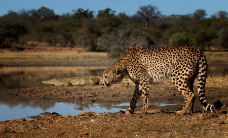 Cheetah Drinking in Croc river