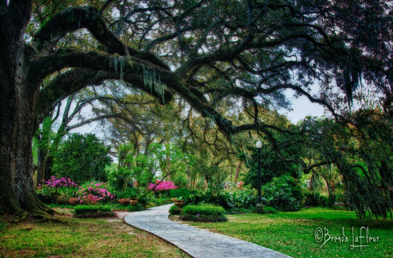 Under the Oak