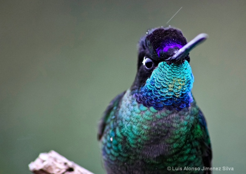  plumas de colibri