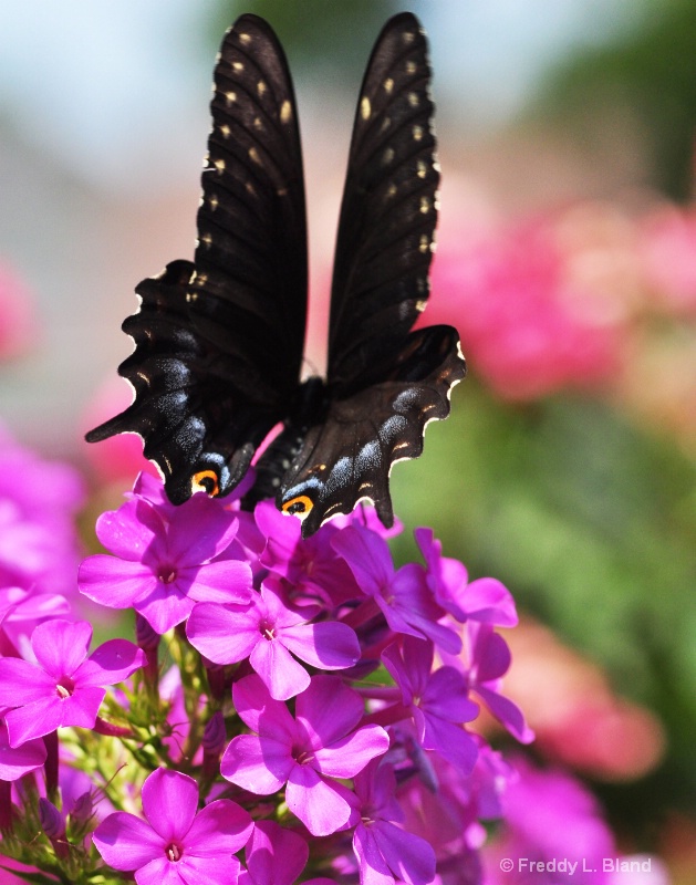 Summer Swallowtail