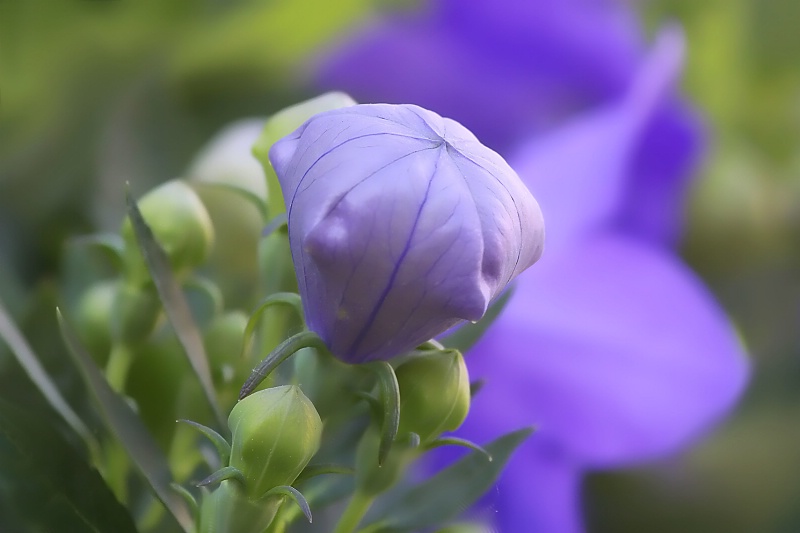 balloon flower bud