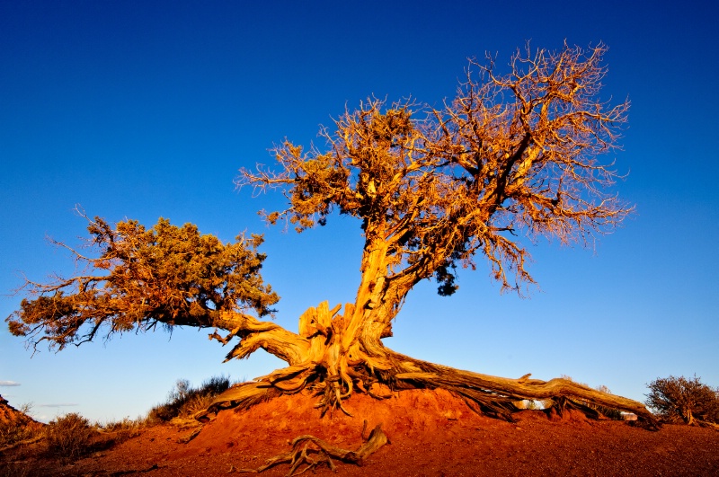Tree in Monument Valley