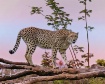 Cheetah - The Wor...