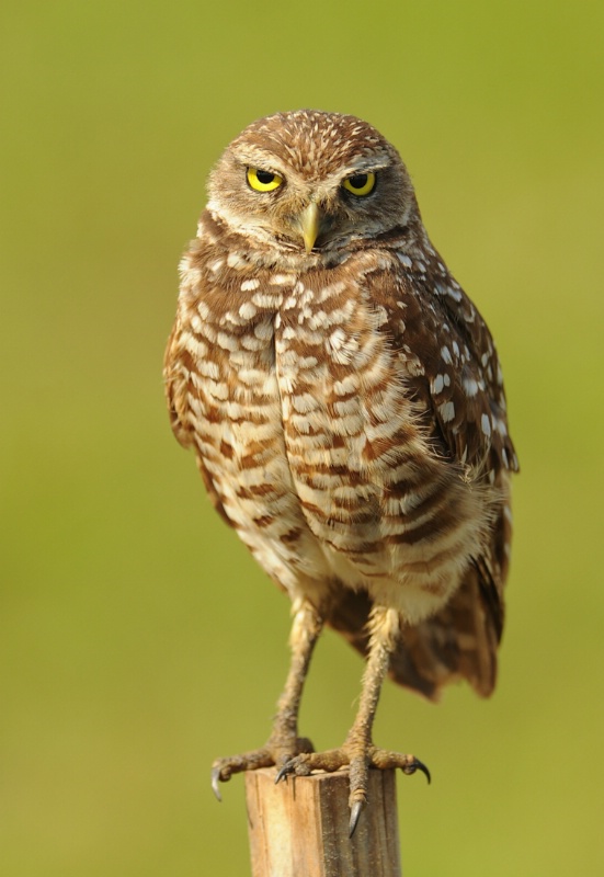 Burrowing owl in the wild garding chicks