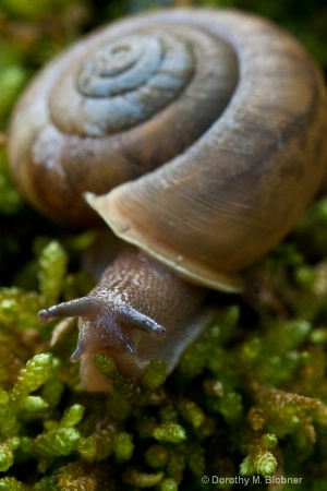 The wet moss holds small surprises like this snail