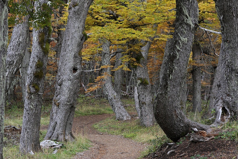 Trail in the old lengas forest