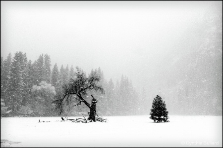 Winter in Yosemite