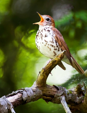 Wood Thrush Singing