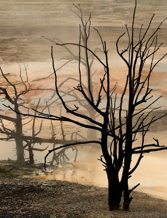 Mammoth Hot Springs