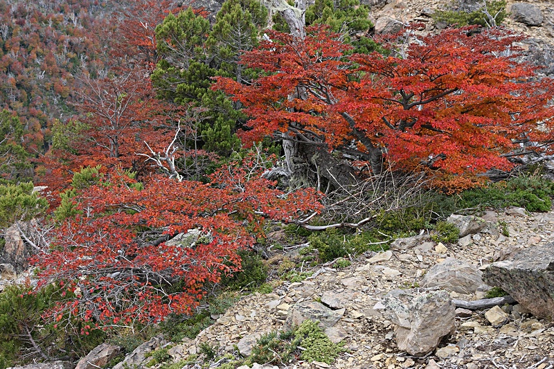 Red and green by nature