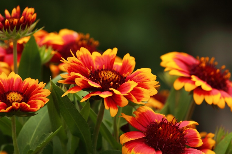 Indian Blankets