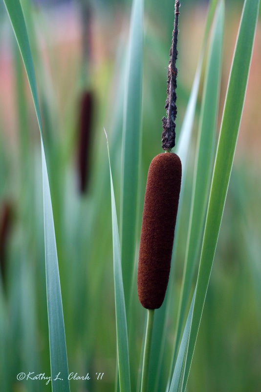 Cattails