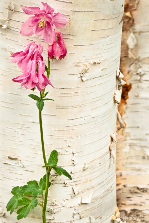 Columbine and Birch