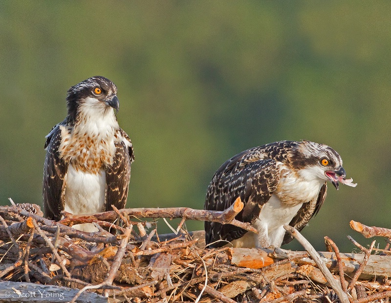 Osprey Chicks; Poquoson, Va. - ID: 11909952 © Richard S. Young