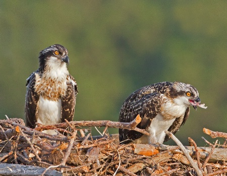 Osprey Chicks; Poquoson, Va.