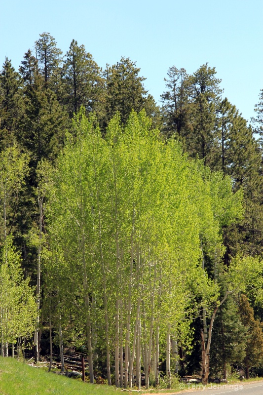 Aspens And Evergreens - ID: 11910343 © Terry Jennings