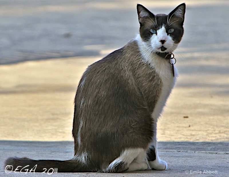 Houston the" Snowshoe Cat" - ID: 11910940 © Emile Abbott