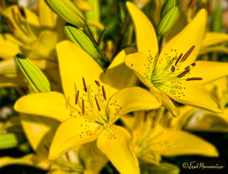 Double Yellow Lilies