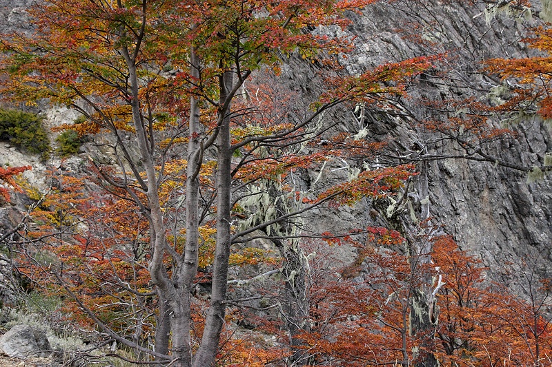 Lenga sapling and rocky wall