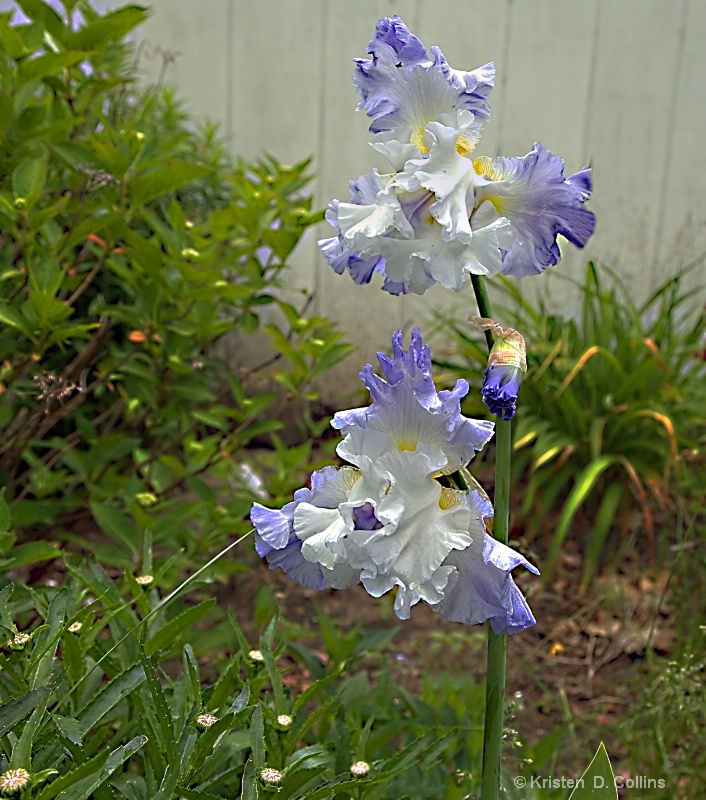 Fancy Iris II