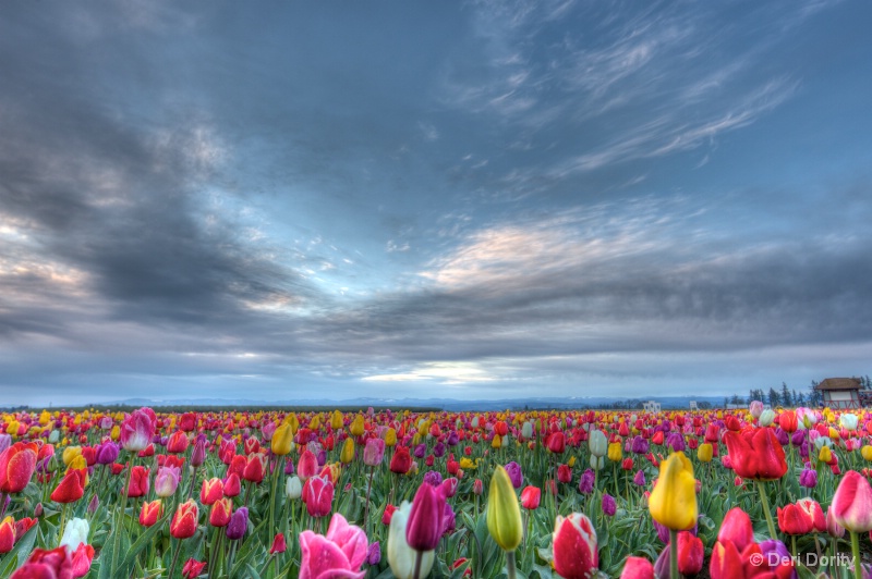Tulip Festival Woodburn, Oregon