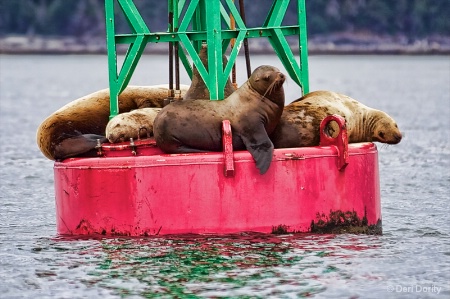 Sea Lion Hotel