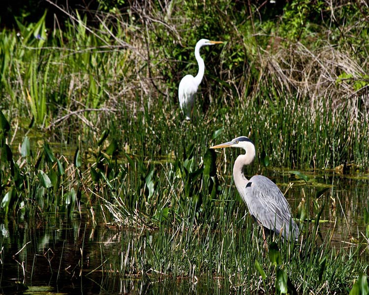 Great White and Great Blue Herons