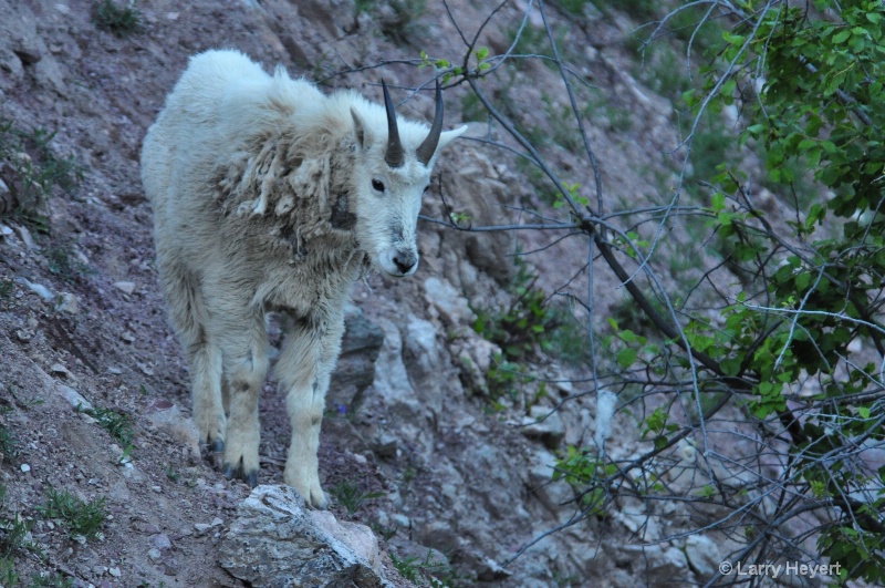 Glacier National Park- Mountain Goat - ID: 11914647 © Larry Heyert