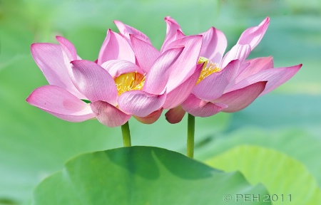 Pink Lotuses