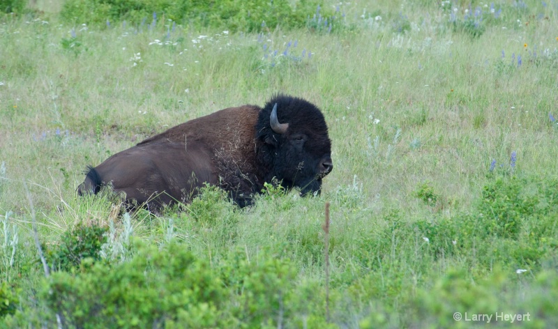 National Bison Range in Montana - ID: 11914787 © Larry Heyert