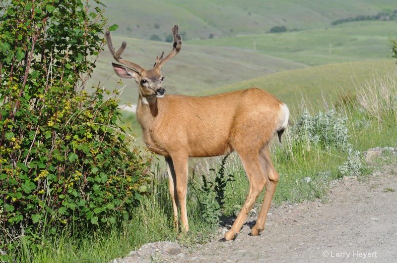 Deer at National Bison Range in Montana - ID: 11914920 © Larry Heyert