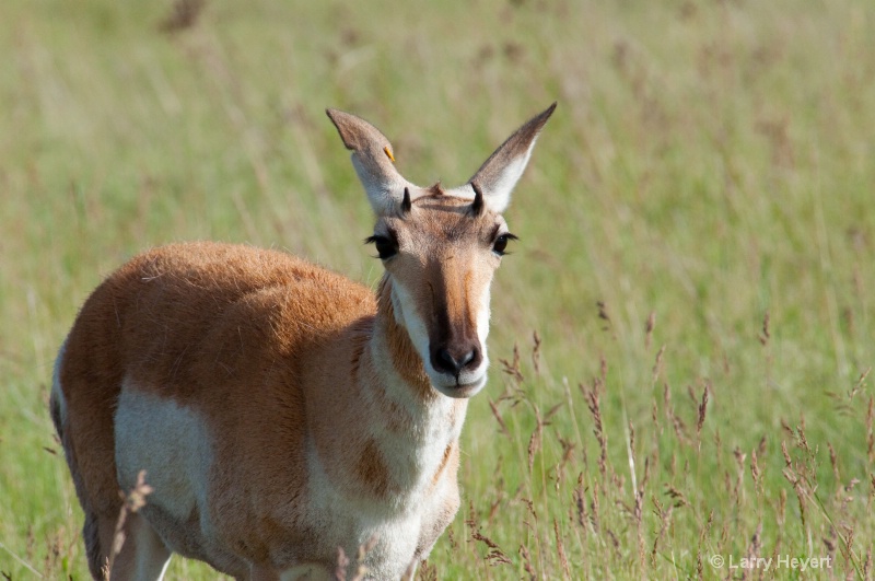 Antelope at the National Bison Range in Montana - ID: 11914949 © Larry Heyert