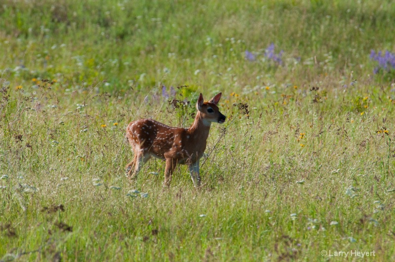 Fawn at the National Bison Range in Montana - ID: 11914950 © Larry Heyert