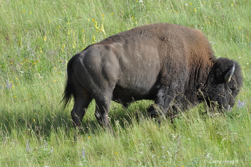 National Bison Range in Montana - ID: 11914951 © Larry Heyert